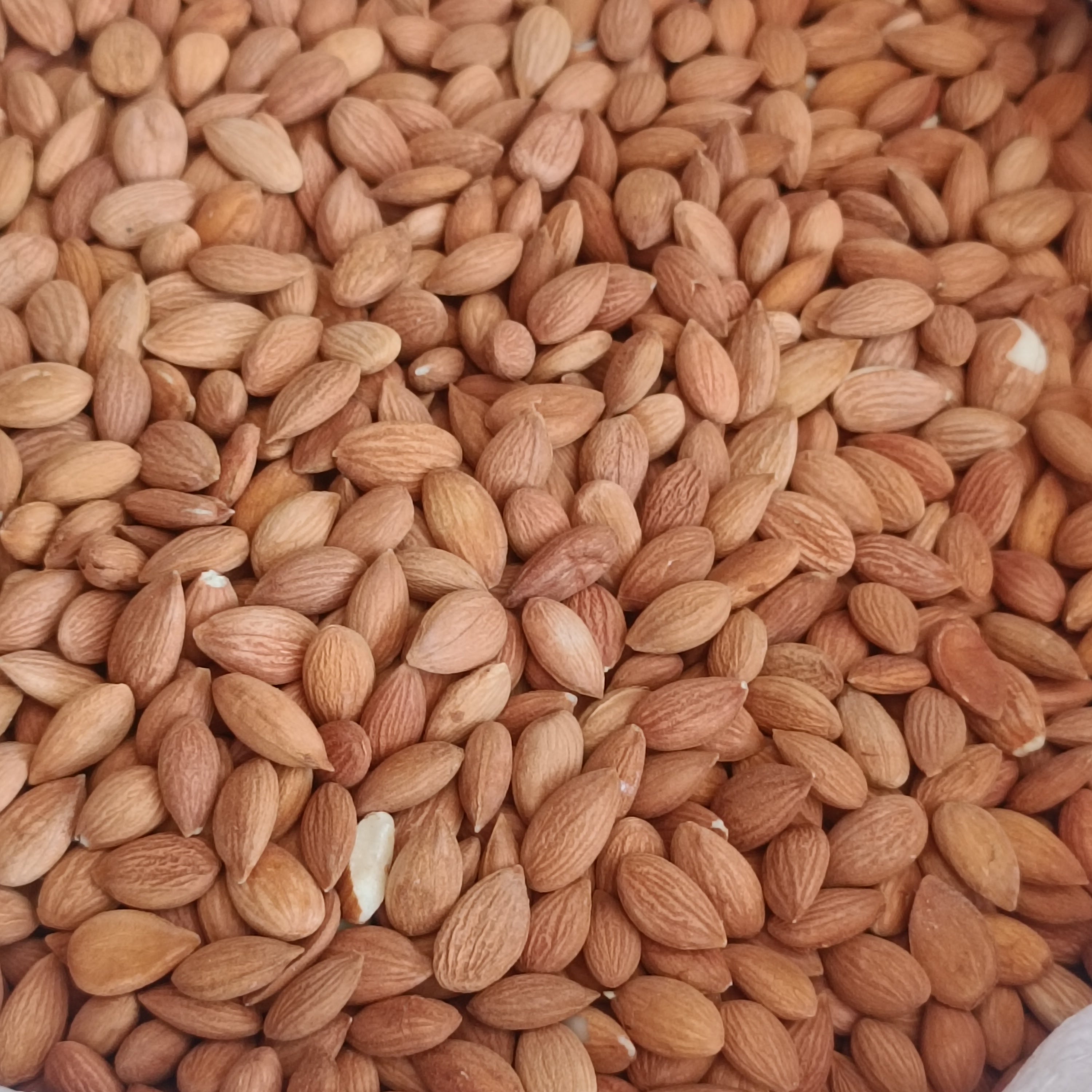 Sarı Kayısı Çekirdeği