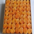 Jumbo Sarı Kayısı