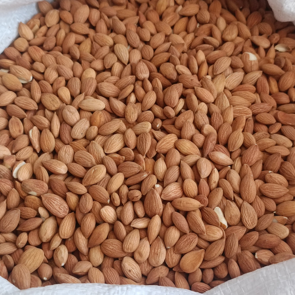 Sarı Kayısı Çekirdeği