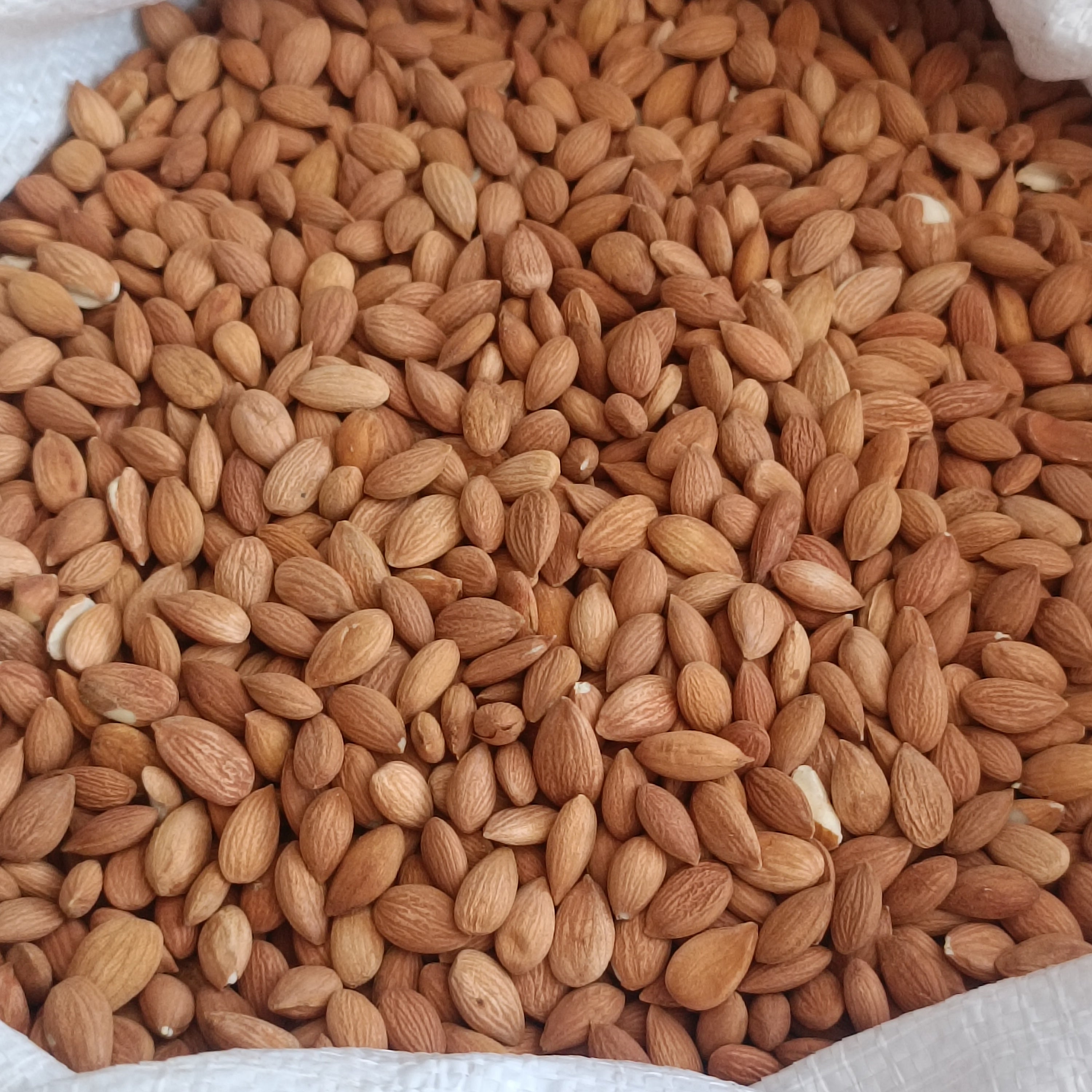 Sarı Kayısı Çekirdeği