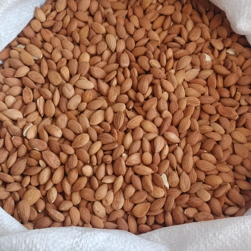Sarı Kayısı Çekirdeği